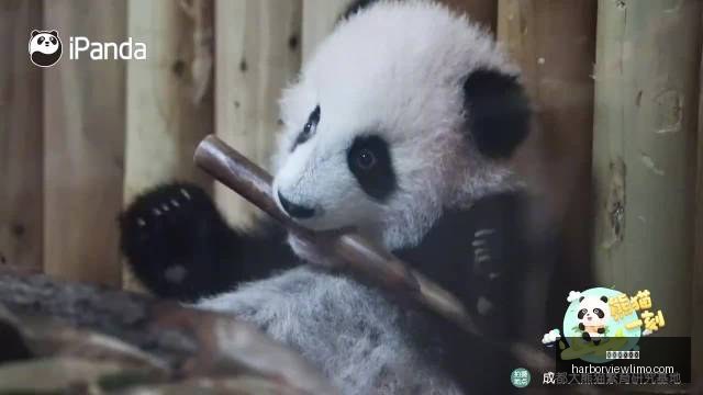 网易新游曝,电竞圈翘首,以待,米兰体育官网,米兰体育App,米兰体育直播,米兰体育登录,米兰体育娱乐